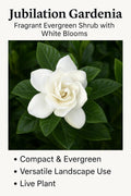 White Fragrant Evergreen Gardenia Live Plant 2 Gallon E56920